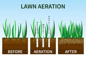 How lawn aeration works — infographic showing plug removal, water and nutrient flow